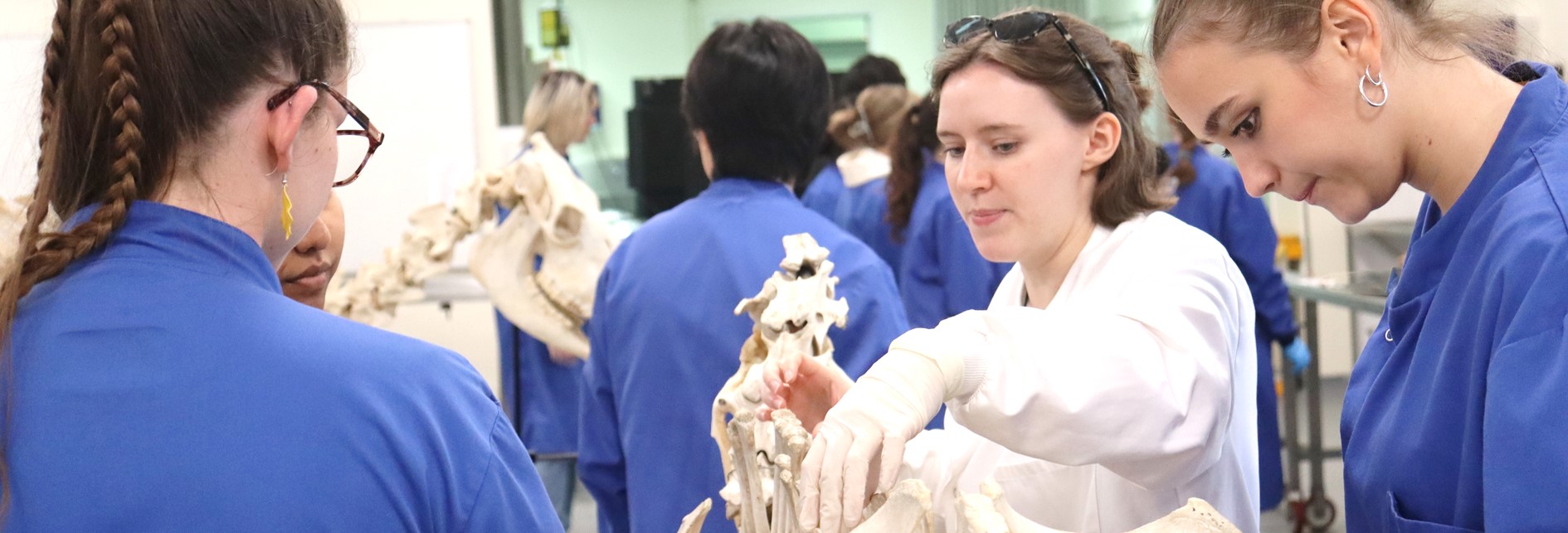 a lecturer showing osteological material to two students